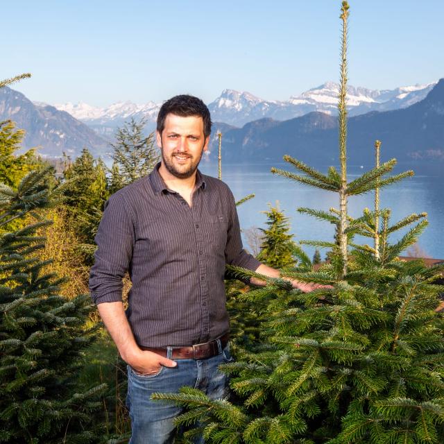 Kaufen Sie Schweizer Weihnachtsbaum Online Kostenlose Lieferung Zu Ihnen Nach Hause