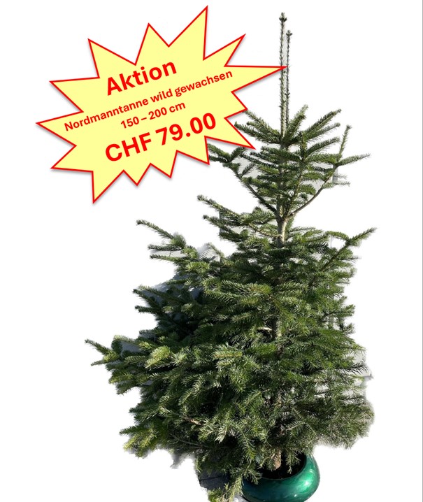 Aktion Nordmanntanne Wildwuchs 150-200cm